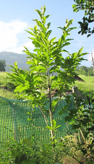 Der Wilde Edelkastanienbaum (Castanea sativa) aus Distanz betrachtet.