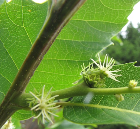 Die beiden ersten weiblichen Blüten, die dieser Edelkastanienbaum trägt in seinem Leben.