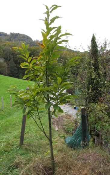 Der "Wilde" Edelkastanienbaum trägt mehrheitlich noch ein grünes Kleid.