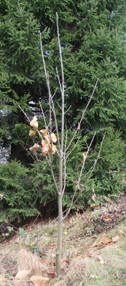Der Wilde Edelkastanienbaum fast kahl.
