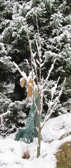 Der wilde Edelkastanienbaum mit seinen letzten Herbstblätter, bedeckt mit Schnee.