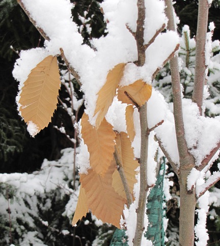 Die schneebedeckten Blätter in Nahaufnahme.