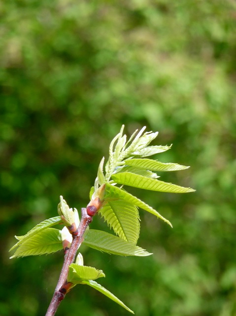 Junger Bouche de Bétizac, männliche Blütenstängel und Blätter in Nahaufnahme.