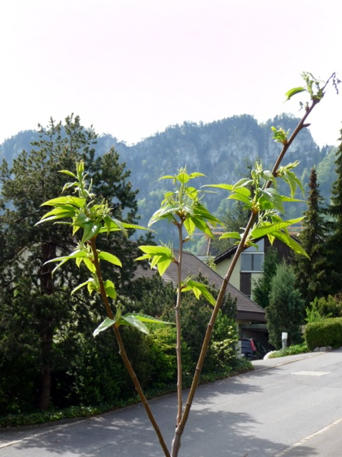Der Edelkastanienbaum Maraval in Hergiswil geschmückt in Grün.
