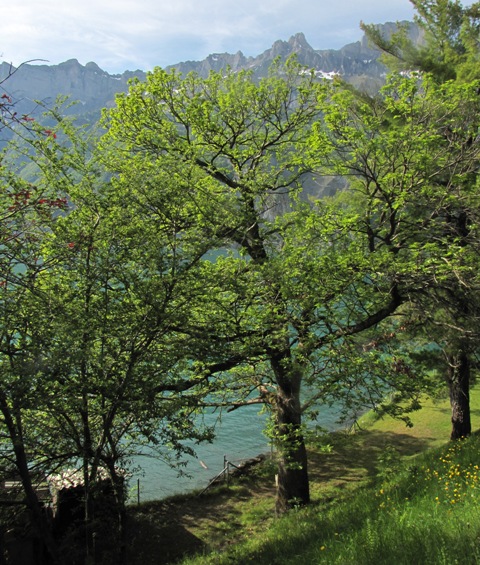 Der alte Molder Edelkastanienbaum erstrahlt in seinem zarten Frühlingskleid.