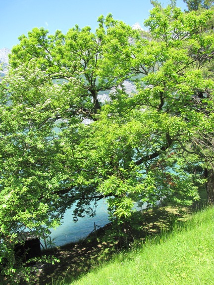 Der alte (kranke) Edelkastanienbaum am Ufer des Walensees.