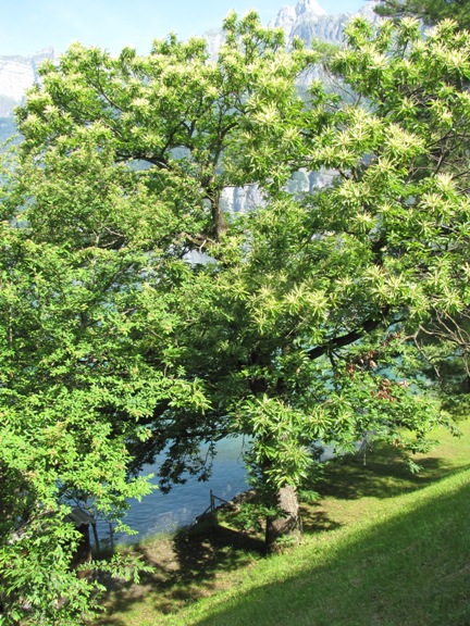 Der Edelkastanienbaum in Mols direkt am Ufer des Walensess staht auch in Vollblüte.