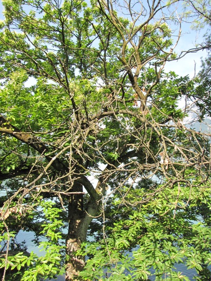 Kranker, abgestorbener Teil des urchigen Kastanienbaumes.