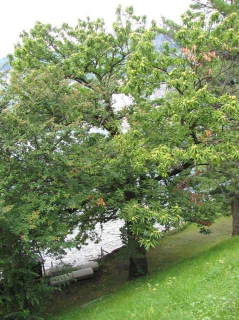 Der urchige Edelkastanienbaum in Mols am Ufer des Walensees aus Distanz betrachtet.