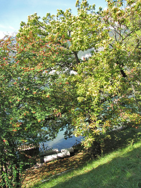 Der alte Edelkastanienbaum im Mols, direkt am Walensee aus Distanz betrachtet.