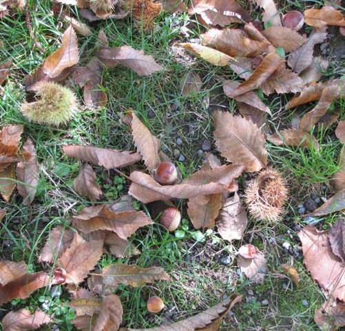 Edelkastanienblätter, Igel und Marroni am Boden.