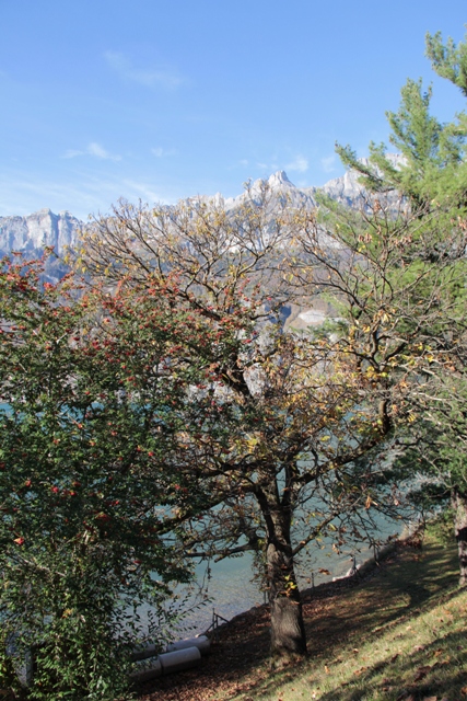 Der alte Edelkastanienbaum im Mols, direkt am Walensee aus Distanz betrachtet.