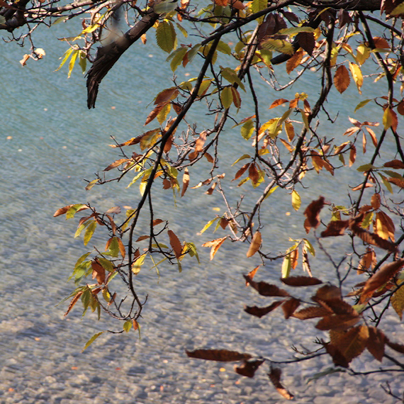 Farbige Herbstblätter direkt über dem Wasser.