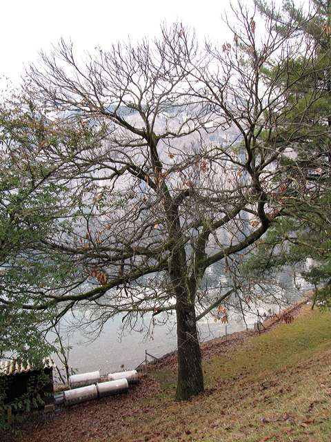Der am Ufer des Walensees stehende alte Edelkastanienbaum hat die Mehrheit seiner Blätter verloren.