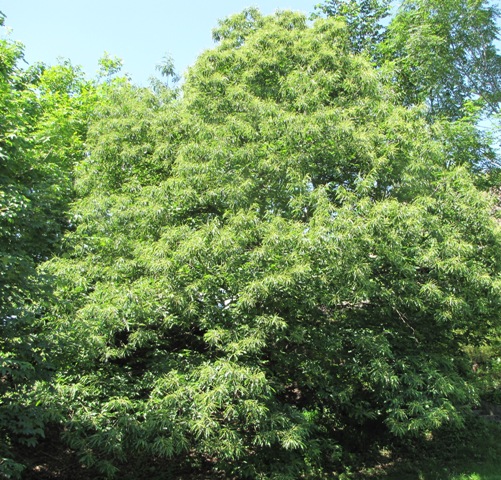 Der Edelkastanienbaum im Dorfeingang von Murg von der Sonne beschienen.