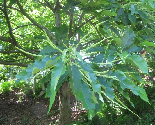 Gezähnte Edelkastanienblätter mit langen noch grünen männlichen Blütenstängel.