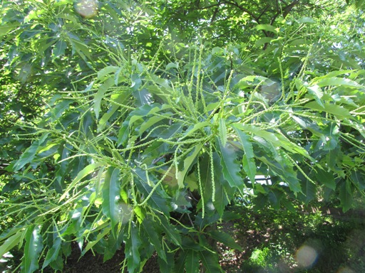 Edelkastanienblätter mit langen noch grünen männlichen Blütenstängel.