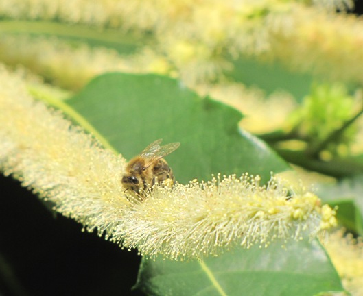 Eine Biene auf einem blühenden Kätzchen.