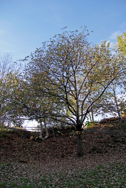 Der prächtige Edelkastanienbaum im Dorfeingang von Murg aus Distanz betrachtet. Er verlor schon viele seiner Blätter.