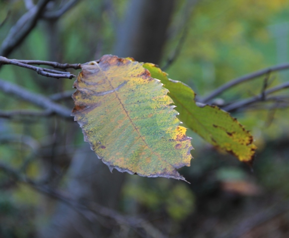 Herbstliche Edelkastanienblätter.
