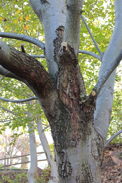 Der prächtige Edelkastanienbaum ist nach wie vor krank. Gut sichtbar an der Veränderung der Rinde.