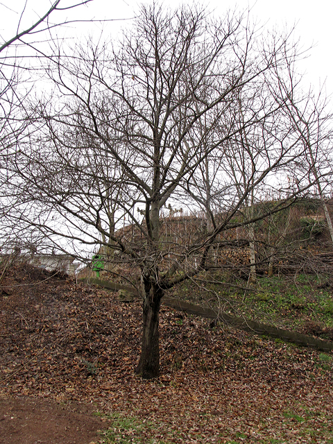 Kahler Edelkastanienbaum am Dorfeingang von Murg.