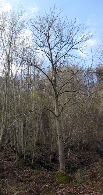 Der Edelkastanienbaum im Murger Wald.