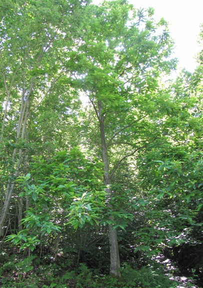 Der Edelkastanienbaum im Murger Wald erhält mehrheitlich nur in der Baumkrone Sonne, ansonsten muss er sich mit Schatten begnügen.