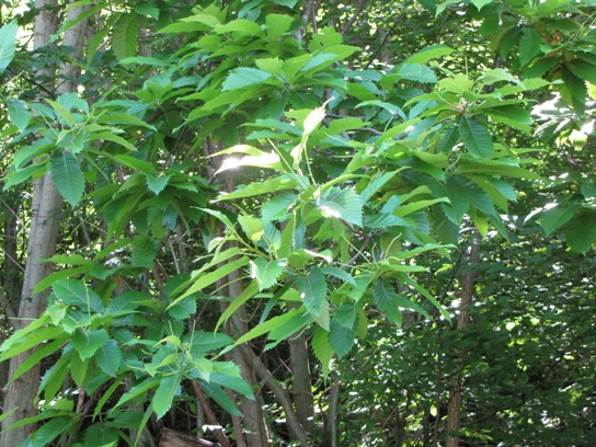 Gesundes Wachstum von Blätter und männlichenblütenstängel.