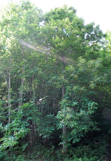 Der Edekastanienbaum im Murger Wald aus Distanz betrachtet.