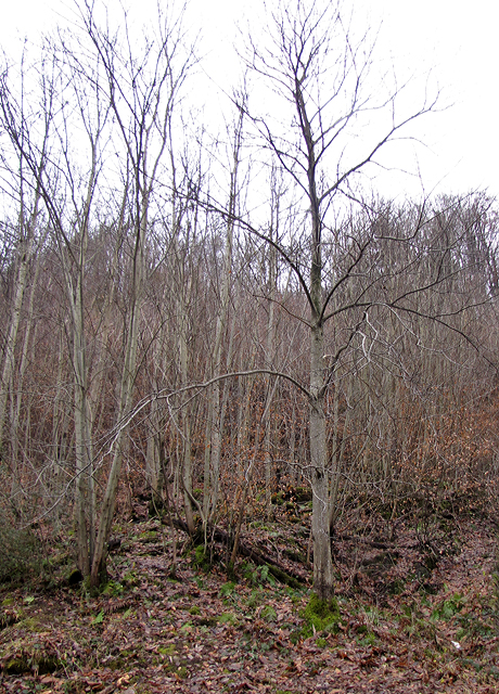 Der Edelkastanienbaum im Murger Wald hat alle Blätter verloren.
