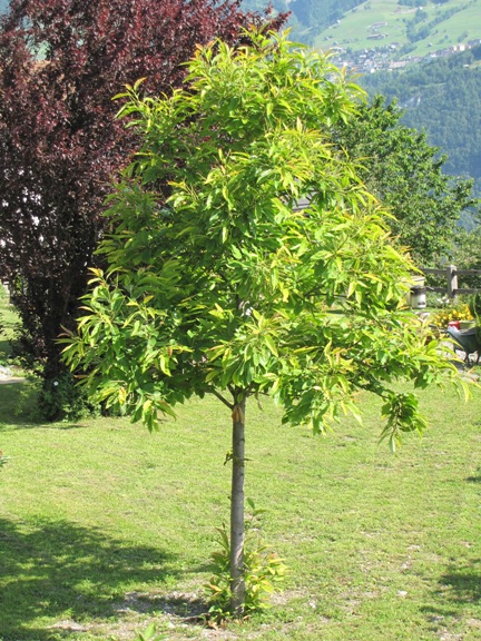 Junger veredelter Edelkastanienbaum.