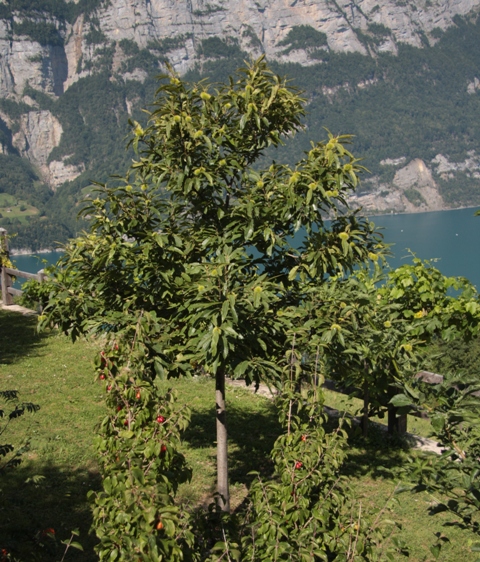 Der zweite «Obstaldner Edelkastanienbaum» aus Distanz betrachtet.