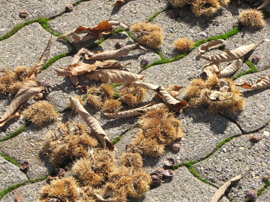 Igel und Edelkastanienblätter am Boden.