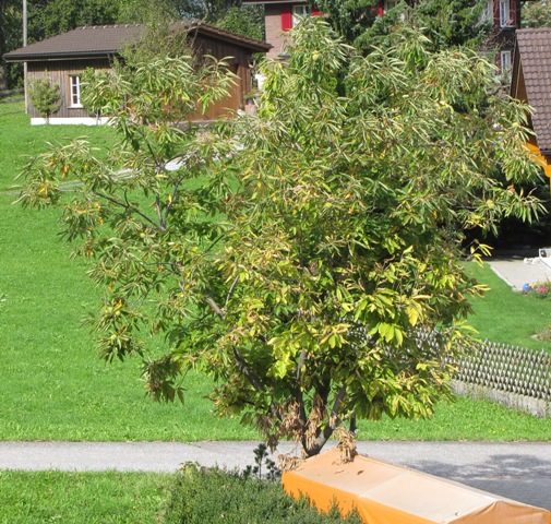 Der Edelkastanienbaum in Obstalden aus Distanz betrachtet.