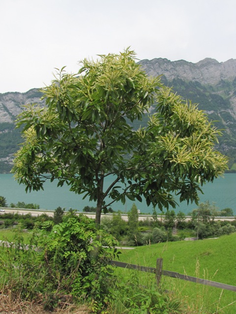 Der Edelkastanienbaum Bouche de Bétizac in voller Blüte. Im Hintergrund der Walensee und die Berge.