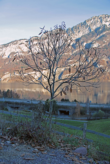 Der Bouche de Bétizac steht fast kahl da, nur noch wenige Blätter zieren den Edelkastanienbaum.