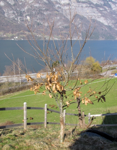 Der Edelkastanienbaum Brunella hat noch nicht alle seine Herbstblätter verloren. Ansonsten steht er noch kahl da.