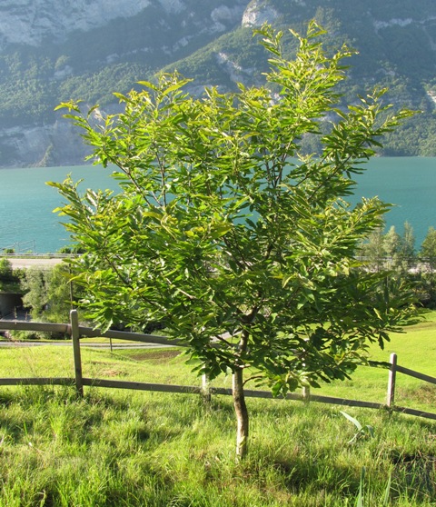 Der Edelkastaneinbaum Brunella aus Distanz betrachtet. Im Hintergrund der Walensee.