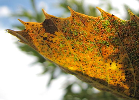 Herbstliche Farbenpracht eines Edelkastanienblattes.