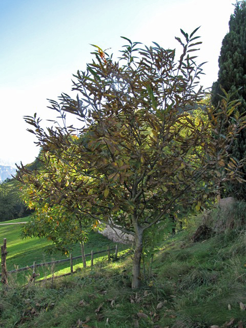 Der Herbst ist deutlich sichtbar. Der Brunella trägt ein herbstliches Kleid.