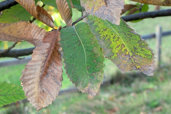 Herbstlich verfärbte Edelkastanienblätter im Dreierpack.
