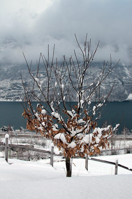 Wie jedes Jahr hat der Brunella nicht alle seine Blätter verloren. Hier steht es da, geschmückt mit weisser Winterpracht.