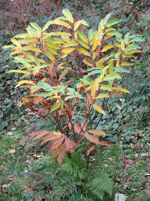 Bunt verfärbter junger Edelkastanienbaum.