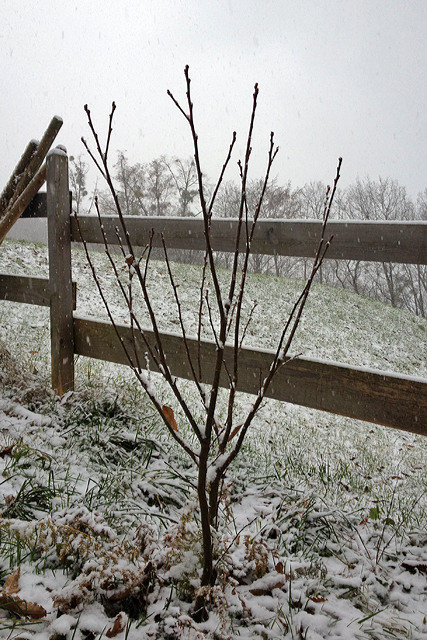 Erstes Schneetreiben umgibt den Jungen Edelkastanienbaum.