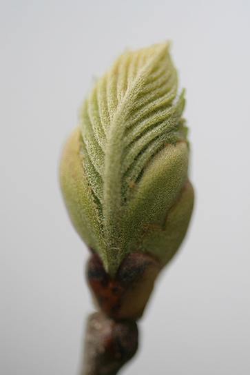 Detailaufnahme eines noch kleinen wachsenden Blattes. Dies ist nich eng an der Knospe anliegend.