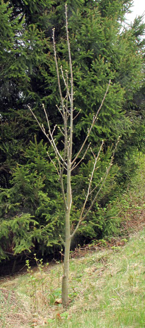 Der Wilde Edelkastanienbaum aus Distanz betrachtet. Erste grüne Knospen sind zu sehen.