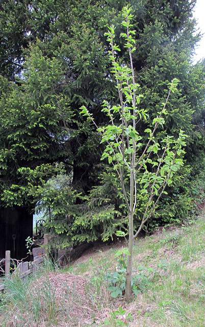 Der Wilde Edelkastanienbaum aus Distanz betrachtet.