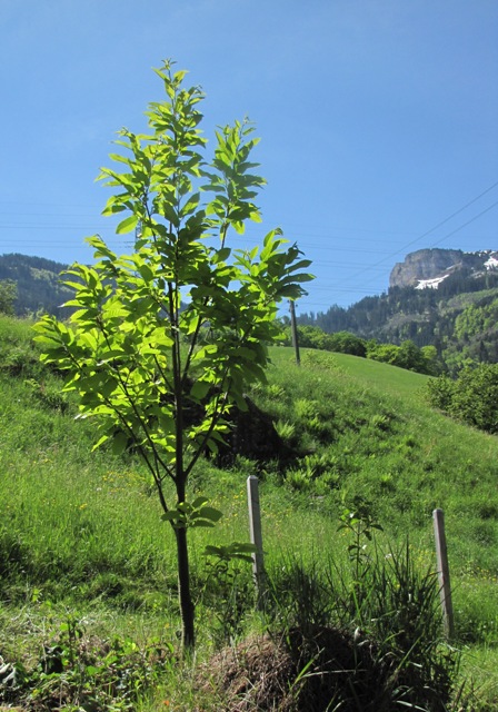 Der Wilde Edelkastanienbaum aus Distanz betrachtet.