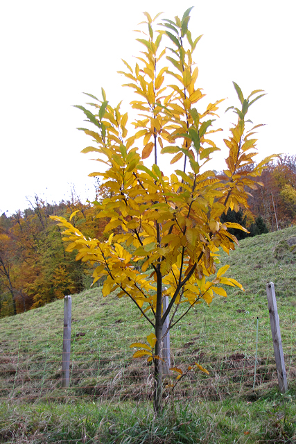 Der Wilde Edelkastanienbaum hat sich gelb-golden verfärbt. Im Hintergrund der Herbstwald.